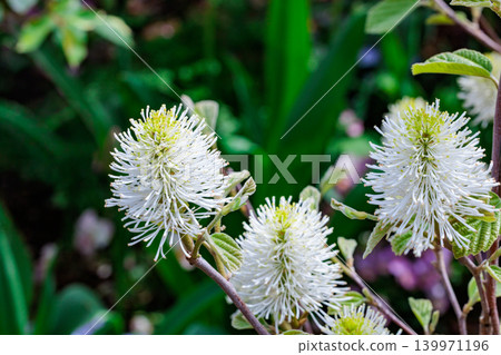 The lovely fossagilla flowers bloom in the spring garden. The lovely fossagilla flowers bloom in the spring garden. 139971196