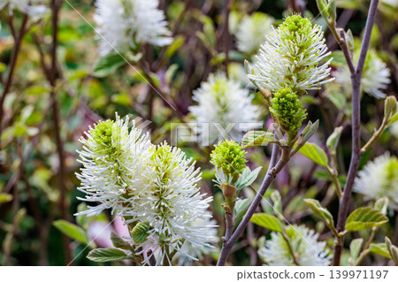 The lovely fossagilla flowers bloom in the spring garden. The lovely fossagilla flowers bloom in the spring garden. 139971197