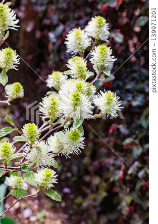 The lovely fossagilla flowers bloom in the spring garden. The lovely fossagilla flowers bloom in the spring garden. 139971201