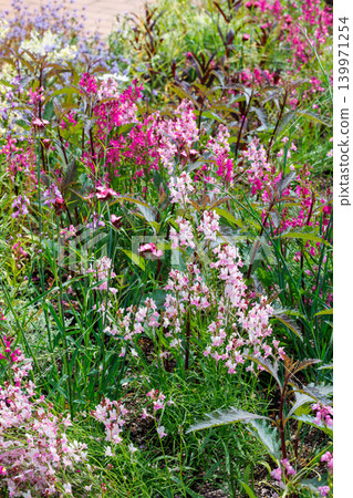 Beautiful flowers blooming in the garden Beautiful flowers blooming in the garden 139971254