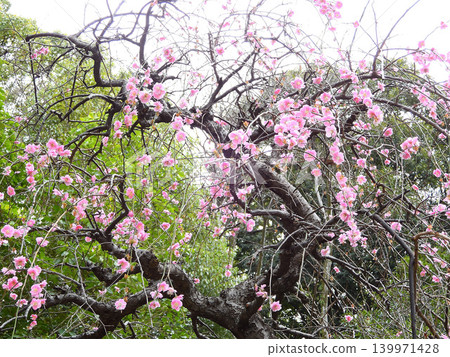 Weeping plum trees at Atsuta Shrine, Kusanagi Plaza Weeping plum trees at Atsuta Shrine, Kusanagi Plaza 139971428
