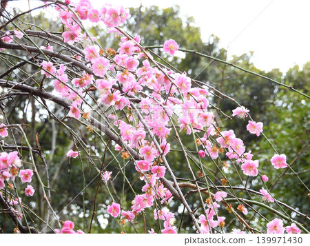熱田神社草薙廣場的垂枝梅樹 139971430