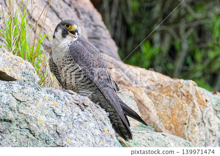 A peregrine falcon turns around and cries out from a cliff. A peregrine falcon turns around and cries out from a cliff. 139971474