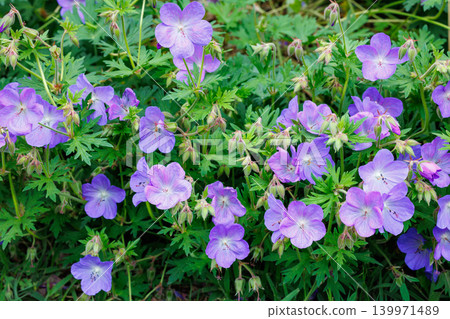 Geranium Johnson's Blue flowers blooming beautifully in the garden Geranium Johnson's Blue flowers blooming beautifully in the garden 139971489