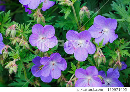 Geranium Johnson's Blue flowers blooming beautifully in the garden Geranium Johnson's Blue flowers blooming beautifully in the garden 139971495