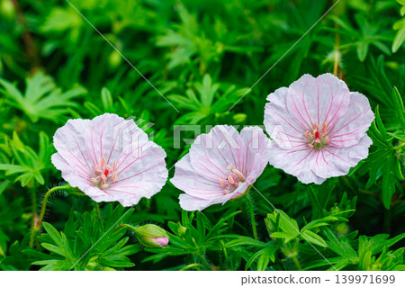 Geranium sanguineum striatum flowers blooming in the garden in early summer Geranium sanguineum striatum flowers blooming in the garden in early summer 139971699