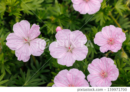 Geranium sanguineum striatum flowers blooming in the garden in early summer Geranium sanguineum striatum flowers blooming in the garden in early summer 139971700