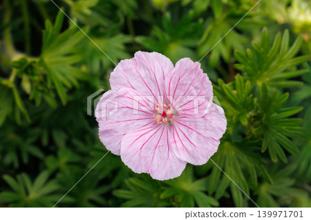 Geranium sanguineum striatum flowers blooming in the garden in early summer Geranium sanguineum striatum flowers blooming in the garden in early summer 139971701