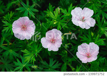 Geranium sanguineum striatum flowers blooming in the garden in early summer 139971752