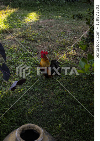 Rooster Walking In Front Yard Garden Free Range, A photo of a free range rooster walking proudly in yard, capturing authentic rural life, perfect for nature documentary and countryside lifestyle. Rooster Walking In Front Yard Garden Free Range, A photo of a free range rooster walking proudly in yard, capturing authentic rural life, perfect for nature documentary and countryside lifestyle. 139971803