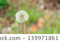 A background of bokeh effect from fresh green leaves and copy space for dandelion fluff. 139971861