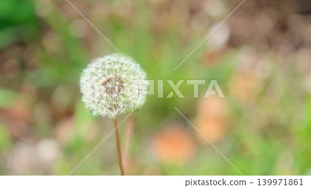 A background of bokeh effect from fresh green leaves and copy space for dandelion fluff. A background of bokeh effect from fresh green leaves and copy space for dandelion fluff. 139971861