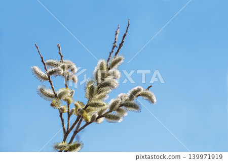 Pussy willows stand out against the blue sky, a sign of spring's arrival, with flower spikes resembling a cat's tail. (Image material) Pussy willows stand out against the blue sky, a sign of spring's arrival, with flower spikes resembling a cat's tail. (Image material) 139971919