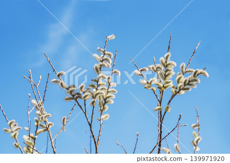 Pussy willows stand out against the blue sky, a sign of spring's arrival, with flower spikes resembling a cat's tail. (Image material) Pussy willows stand out against the blue sky, a sign of spring's arrival, with flower spikes resembling a cat's tail. (Image material) 139971920