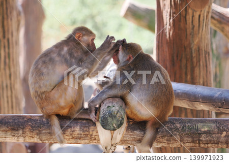 Two Japanese macaques grooming Two Japanese macaques grooming 139971923