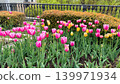 Cute pink tulips blooming in the flowerbeds of the park in spring. 139971934