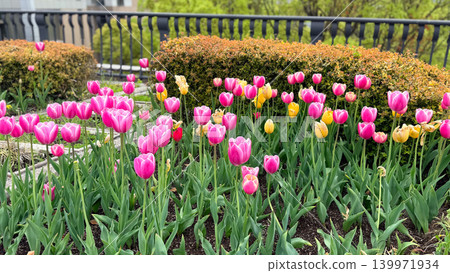 Cute pink tulips blooming in the flowerbeds of the park in spring. Cute pink tulips blooming in the flowerbeds of the park in spring. 139971934