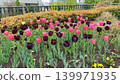 Cute pink tulips blooming in the flowerbeds of the park in spring. 139971935