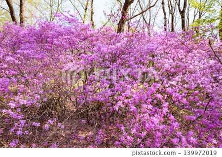 美麗的土佐三葉杜鵑花 139972019