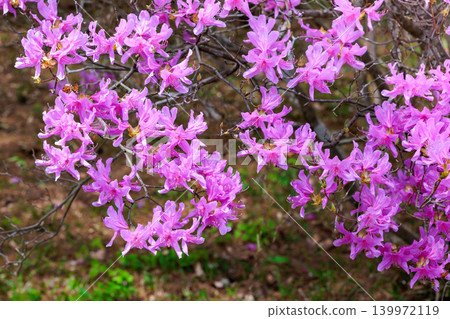 美麗的土佐三葉杜鵑花特寫。 美麗的土佐三葉杜鵑花特寫。 139972119