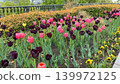 Chic black and pink tulips blooming in a flowerbed in a city park. 139972125