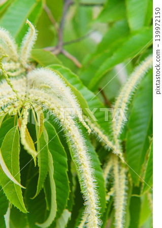 Chestnut flowers Chestnut flowers 139972150