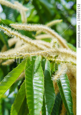 Chestnut flowers 139972152