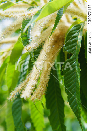 Chestnut flowers Chestnut flowers 139972155
