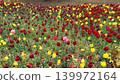Pink tulips blooming amongst a flowerbed of red and yellow tulips. 139972164