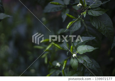 Chili Plant Bearing Ripe Fruits For Cooking, A vibrant photo of a chili plant bearing ripe red fruits, capturing natural harvest beauty, perfect for food documentary and culinary advertising. Chili Plant Bearing Ripe Fruits For Cooking, A vibrant photo of a chili plant bearing ripe red fruits, capturing natural harvest beauty, perfect for food documentary and culinary advertising. 139972177