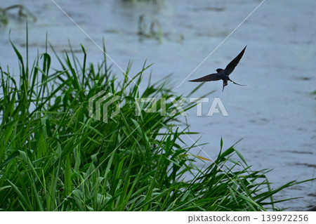 Swallows flying freely over the river Swallows flying freely over the river 139972256