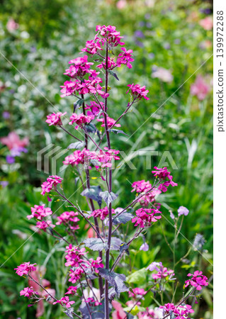 Lunaria chedglow flowers blooming beautifully in the park in early summer. Lunaria chedglow flowers blooming beautifully in the park in early summer. 139972288