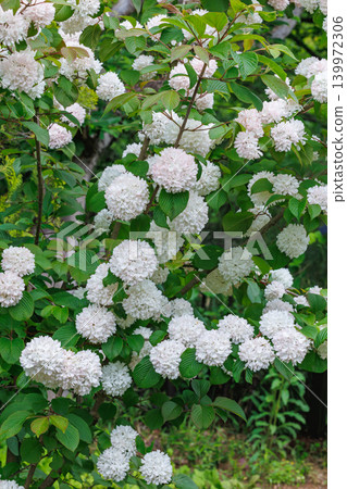 The flowers of the snowball viburnum 'Merry Milton' bloom in the early summer garden. The flowers of the snowball viburnum 'Merry Milton' bloom in the early summer garden. 139972306