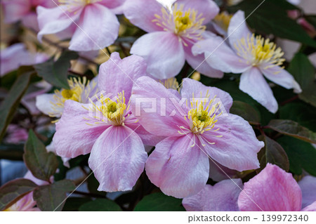 Close up of beautiful and very fragrant Clematis meyline flowers in the garden Close up of beautiful and very fragrant Clematis meyline flowers in the garden 139972340