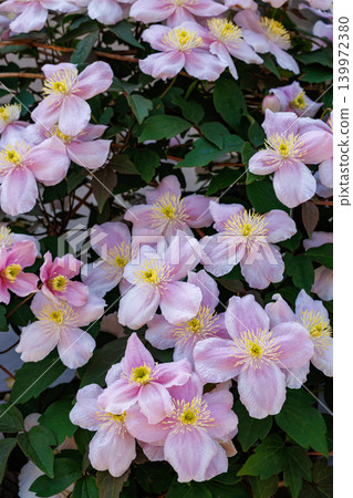 Beautiful and very fragrant clematis meyline flowers in the garden Beautiful and very fragrant clematis meyline flowers in the garden 139972380