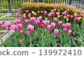 Cute pink tulips blooming in the flowerbeds of the park in spring. 139972410