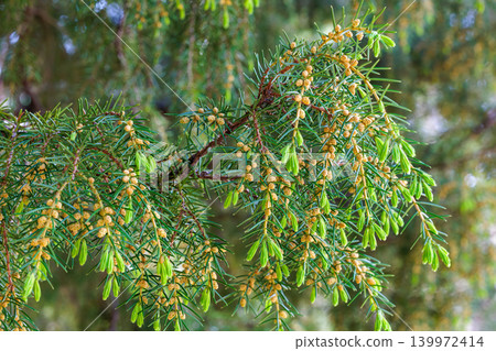 The flowers of the Japanese juniper bloom in the forest The flowers of the Japanese juniper bloom in the forest 139972414