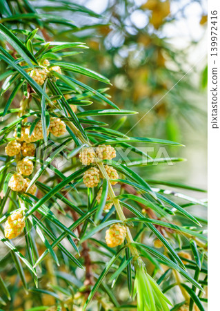 The flowers of the Japanese juniper bloom in the forest The flowers of the Japanese juniper bloom in the forest 139972416