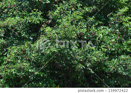 Juneberry Tree 139972422