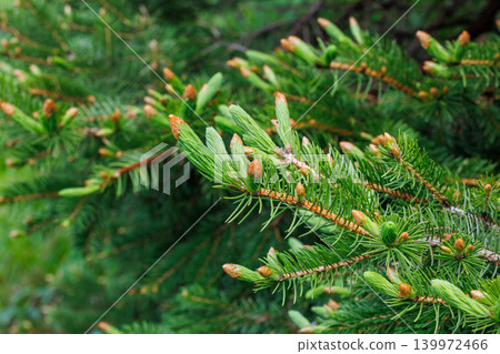 Norway spruce with new leaves sprouting on its branches in spring Norway spruce with new leaves sprouting on its branches in spring 139972466
