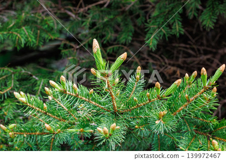 Norway spruce with new leaves sprouting on its branches in spring Norway spruce with new leaves sprouting on its branches in spring 139972467