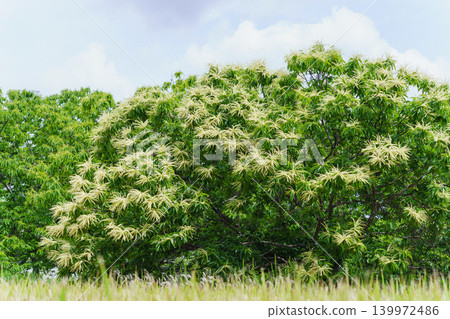 Chestnut flowers Chestnut flowers 139972486