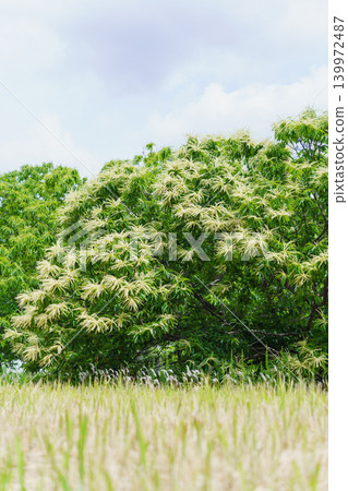 Chestnut flowers Chestnut flowers 139972487