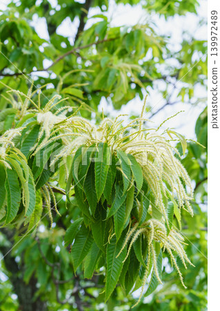 Chestnut flowers Chestnut flowers 139972489
