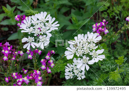 花園裡盛開的奧爾西亞花 花園裡盛開的奧爾西亞花 139972495