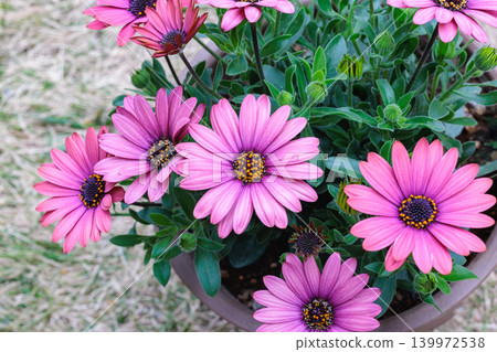 Osteospermum flowers bloom profusely from spring onwards. 139972538