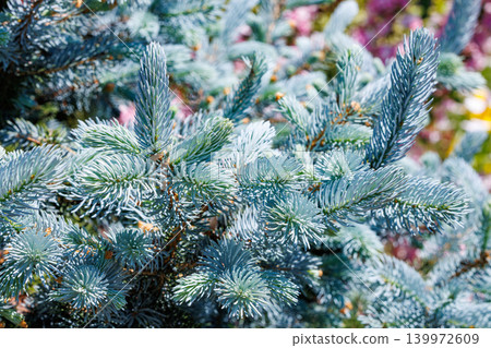 Close-up of beautiful new shoots of Colorado spruce in spring in forest Close-up of beautiful new shoots of Colorado spruce in spring in forest 139972609