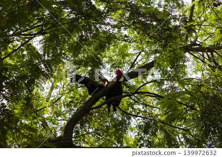 Chicken Perched On A Tamarind Tree In The Garden, A photo of chicken on a tamarind tree, feathers and alert posture on branch with green leaves, perfect for rural life or nature documentary. 139972632