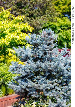 Beautiful new shoots of Colorado spruce in spring in the forest Beautiful new shoots of Colorado spruce in spring in the forest 139972643