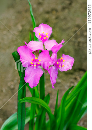 The delicate pink flowers of the Commelina communis bloom in the early summer garden. The delicate pink flowers of the Commelina communis bloom in the early summer garden. 139972663